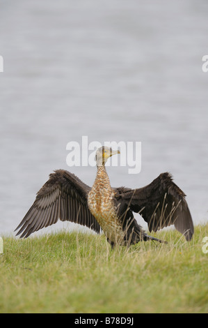 Great Cormorant (Phalacrocorax carbo), The Netherlands, Europe Stock Photo
