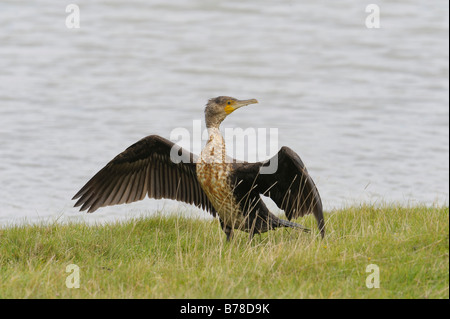 Great Cormorant (Phalacrocorax carbo), The Netherlands, Europe Stock Photo