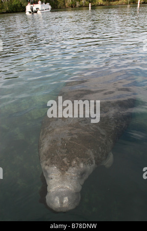 West Indian Manatee florida Homosassa spring Stock Photo