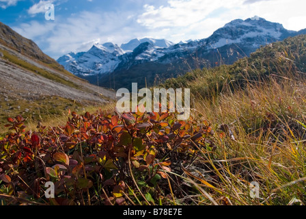 Alpine Bearberry (Arctostaphylos alpinus) in front of the Buendner Alps, Mt Diavolezza, 2978 m and Mt Piz Palue, 3905 m, Canton