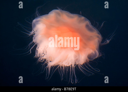 Lion's Mane Jellyfish (Cyanea capillata) in the Baltic Sea, Germany, Europe