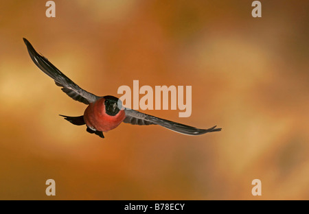 Male Bullfinch, Common Bullfinch or Eurasian Bullfinch (Pyrrhula pyrrhula) in flight Stock Photo