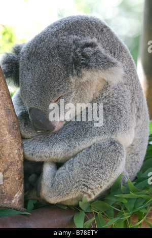 SAN DIEGO, CA - JULY 24: Koala asleep in a tree July 24th 2004 at the San Diego Zoo in San Diego CA Stock Photo