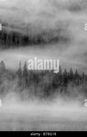 Evergreen trees and fog on Donner Lake in California Stock Photo