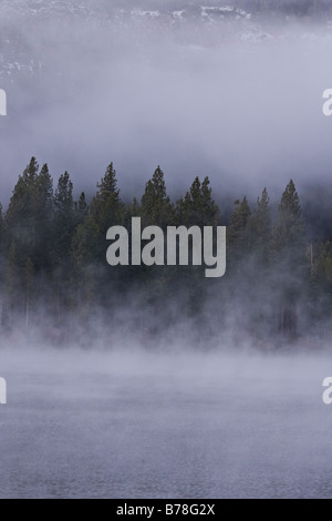 Evergreen trees and fog on Donner Lake in California Stock Photo