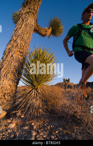 A man running by a Joshua Tree at sunset near Lone Pine in California Stock Photo