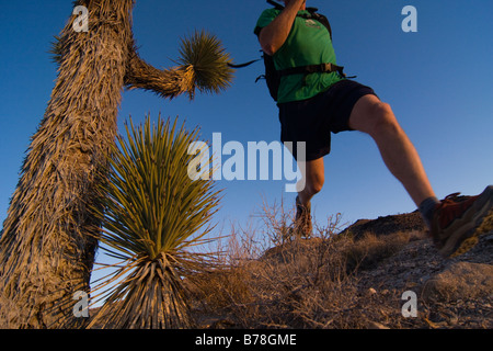A man running by a Joshua Tree at sunset near Lone Pine in California Stock Photo
