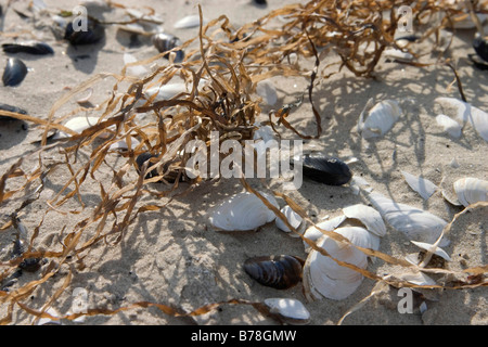 Shells and sea-grass on a sandy beach, Karlshagen, Usedom Island, Mecklenburg-Western Pomerania, Germany, Europe Stock Photo