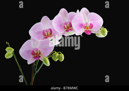 Phalaenopsis Orchid or moth orchid pink flowering plant full heads mothers day gift poster lovers plant black background Stock Photo