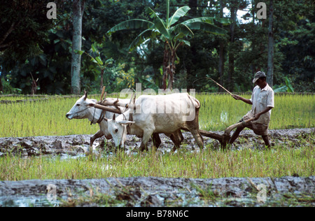 NDONESIA PLOUGHING RICE TERRACES IN EAST JAVA Photograph by Julio Etchart Stock Photo