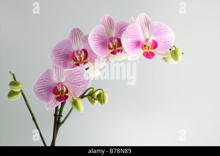 Phalaenopsis Orchid or moth orchid pink flowering plant full heads mothers day gift poster lovers plant Stock Photo