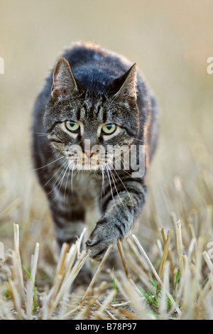 Cat walking across field, close-up Stock Photo