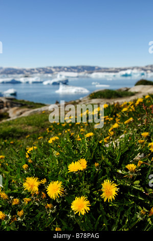 Dandelions on a meadow in Tineteqilag, Sermilik Fjord, East Greenland, Greenland Stock Photo