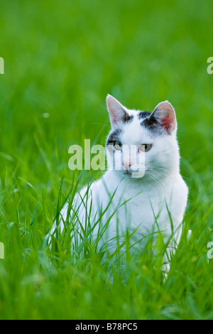 Cat sitting in meadow, close-up Stock Photo