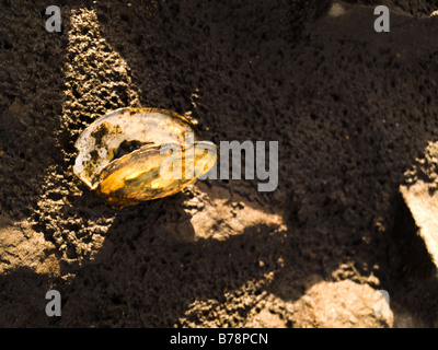 Small Mussel Shell on Muddy Beach in Sunlight Stock Photo