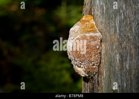 Germany, Bavarian Forest, Tree mushrooms on trunk, close up Stock Photo