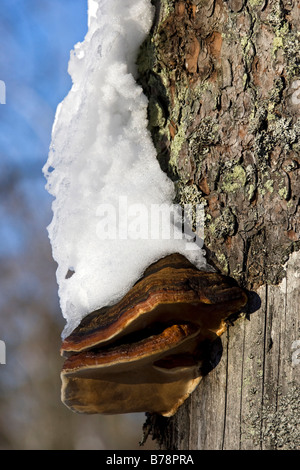 Germany, Bavarian forest in winter, Tree mushroom on tree trunk, close-up Stock Photo