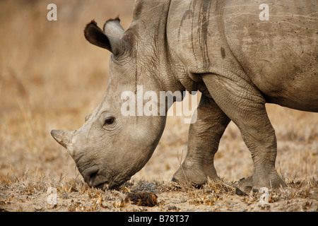 Portrait of a baby white rhino