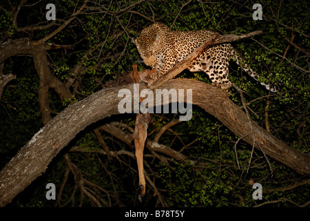 A leopard in a tree at night feeding on the remains of a kill Stock Photo