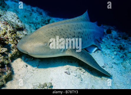 Zebra Shark (Stegostoma fasciatum) in a coral reef, Lhaviyani Atoll, Maldives, Indian Ocean, Asia Stock Photo