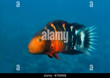 Red-Breasted Wrasse (Cheilinus fasciatus), Hurghada, Red Sea, Egypt, Africa Stock Photo