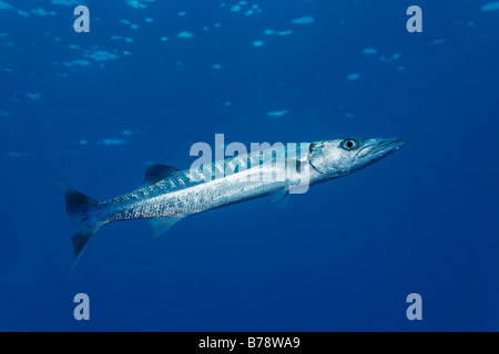 Blackfin barracuda (Sphyraena qenie) in blue water, Daedalus reef, Hurghada, Red Sea, Egypt, Africa Stock Photo