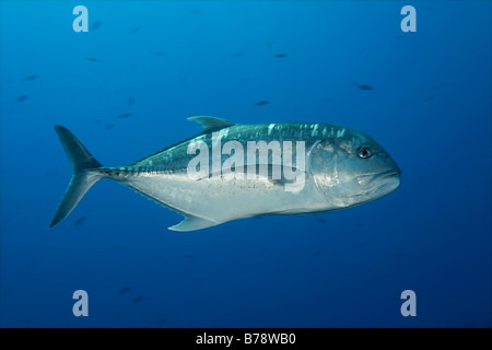 Giant trevally (Caranx ignobilis) swimming in blue water, Brother Islands, Hurghada, Red Sea, Egypt, Africa Stock Photo