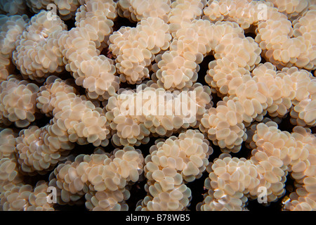 Detail of a Bubble coral (Plerogyra sinuosa), Daedalus Reef, Hurghada, Red Sea, Egypt, Africa Stock Photo