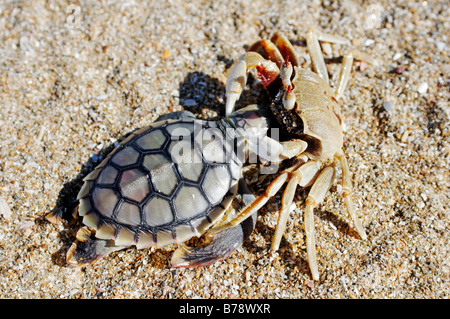 Crab (Brachyura) with dead Sea Turtle (Cheloniidae) as prey, Cape York Peninsula, Queensland, Australia