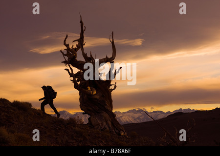 A silhouette of a hiker by a Bristlecone Pine tree at sunset near Bishop in California Stock Photo