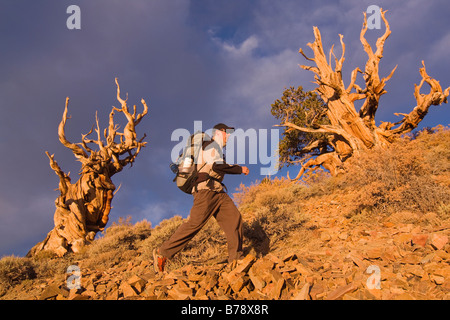 A hiker by a Bristlecone Pine tree at sunset near Bishop in California Stock Photo