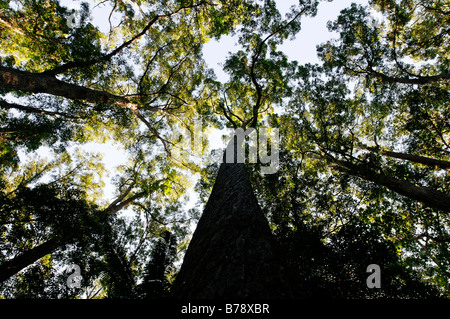 Rainforest with Turpentine trees (Syncarpia hillii), Fraser Island, Queensland, Australia Stock Photo
