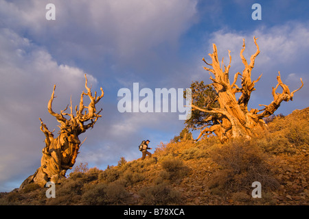 A hiker by a Bristlecone Pine tree at sunset near Bishop in California Stock Photo