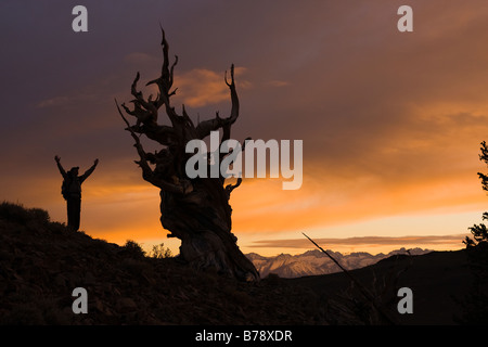 A silhouette of a hiker standing by a Bristlecone Pine tree at sunset near Bishop in California Stock Photo