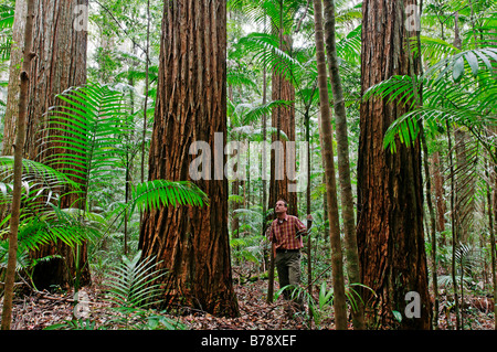 Hiker in the rainforest with Turpentine trees (Syncarpia hillii), Fraser Island, Queensland, Australia Stock Photo