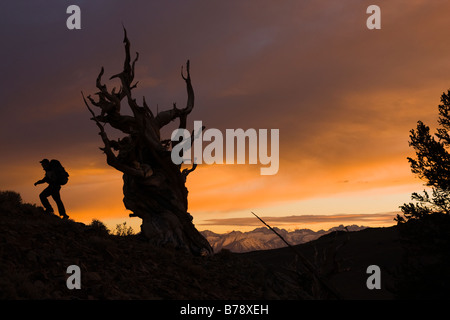 A silhouette of a hiker by a Bristlecone Pine tree at sunset near Bishop in California Stock Photo