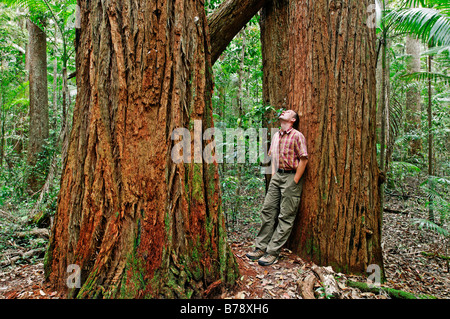Man in a rainforest with Turpentine trees (Syncarpia hillii), Fraser Island, Queensland, Australia Stock Photo