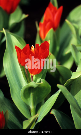 Tulipa Praestans Fusilier photographed at Keukenhof Gardens in Lisse the Netherlands Stock Photo