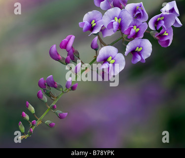 Purple Coral Pea Stock Photo