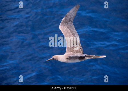 Red-footed Booby (Sula sula) in flight, Galapagos Inseln, Galapagos Islands, Ecaudor, South America Stock Photo