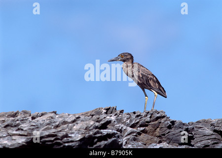 Lava Heron (Butorides sundevalli), Insel Fernandina, Galapagos Inseln, Galapagos Islands, Ecuador, South America Stock Photo