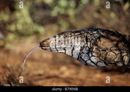 Perentie (Varanus giganteus) darting its tongue, Northern Territory, Australia Stock Photo
