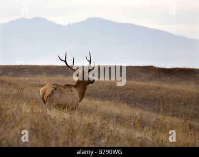 Male Elk with Rack of Horns in Meadow National Bison Range Charlo Montana Stock Photo