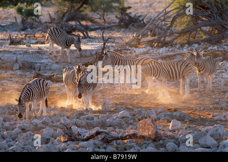 Plains Zebra (Equus quagga formerly Equus burchelli), backlight, Etosha Nationalpark, Namibia, Africa Stock Photo