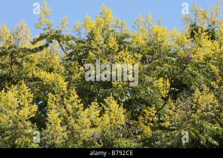 Flowers of Koelreuteria henryi Dummer Stock Photo