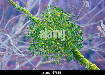 Mistletoe, Viscum album. With mature berries Stock Photo