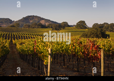 VINEYARDS turn colors during the autumn in ALEXANDER VALLEY HEALDSBURG CALIFORNIA Stock Photo