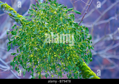 European Mistletoe, Viscum album. With mature berries Stock Photo