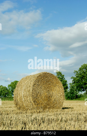Straw bale on a grain field Stock Photo - Alamy