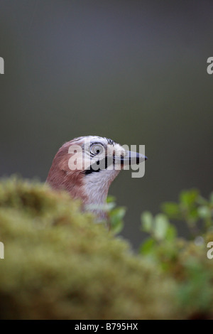 Jay Garrulus glandarius peeping over the top of a mound of heather and blaeberry in the rain Stock Photo